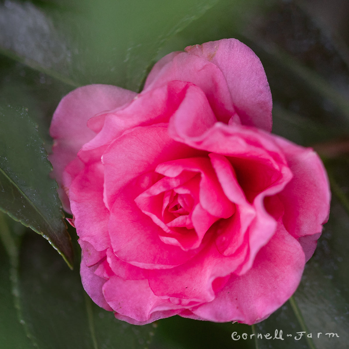 Camellia s. Chansonette Blush 5gal