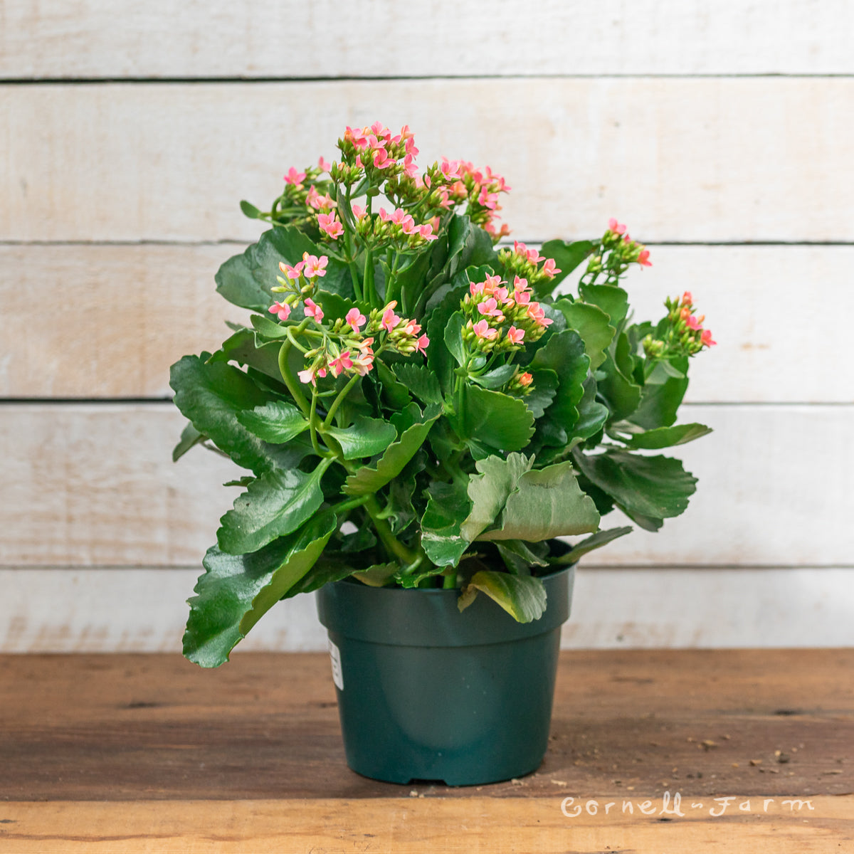 Kalanchoe bloss. 4in Red/White Holiday Mix