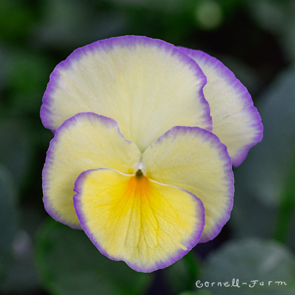 Viola cornuta Etain 4in