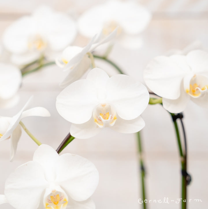 Phalaenopsis 6in 2 Stem White Waterfall Moth Orchid (M180