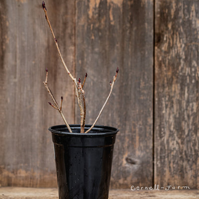 Aronia x prunifolia Aron Chokeberry Qrt