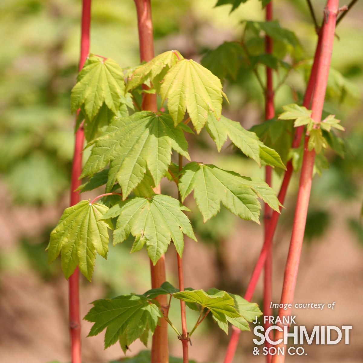 Acer circinatum Pacific Fire 10gal Vine Maple