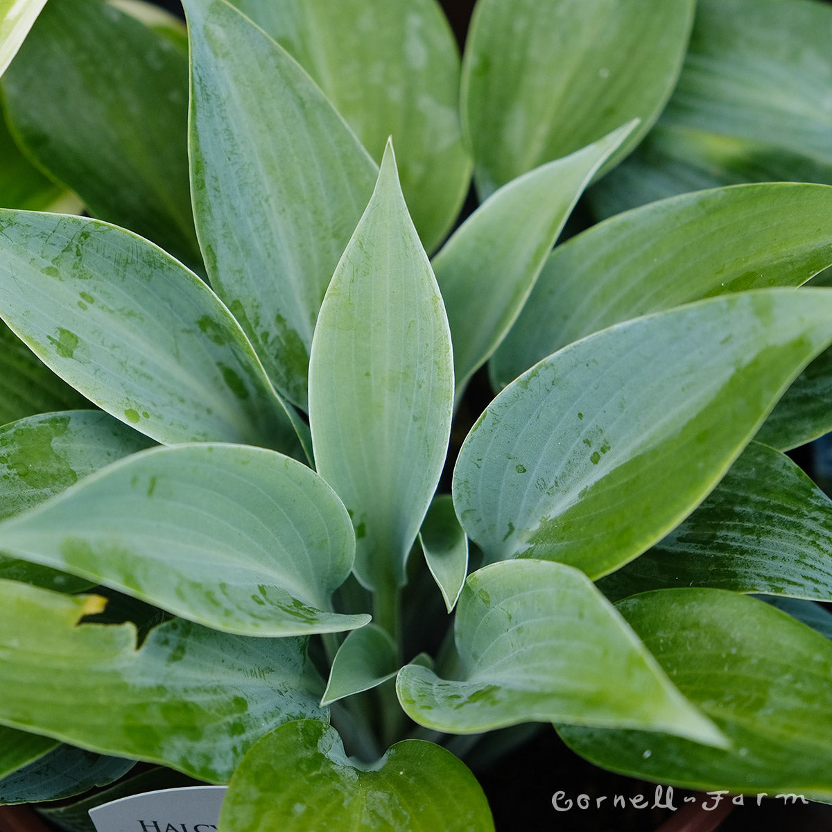 Hosta Halcyon 1gal