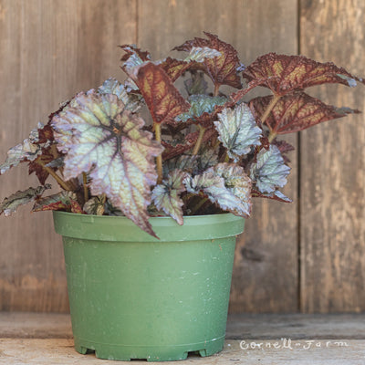 Begonia rex 6in Ideal Silver Blue
