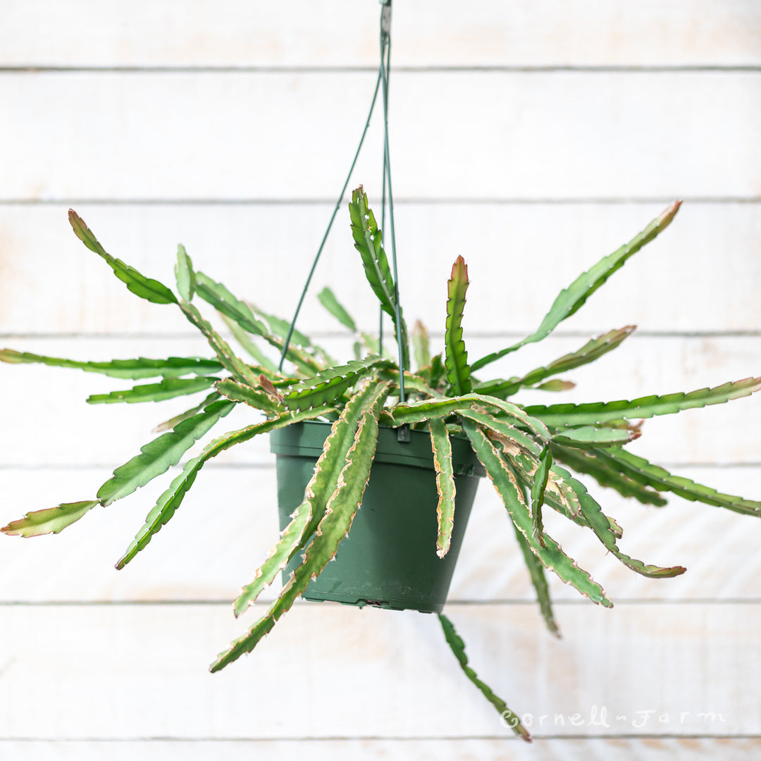 Lepismium cruciforme 6in Hurricane Cactus