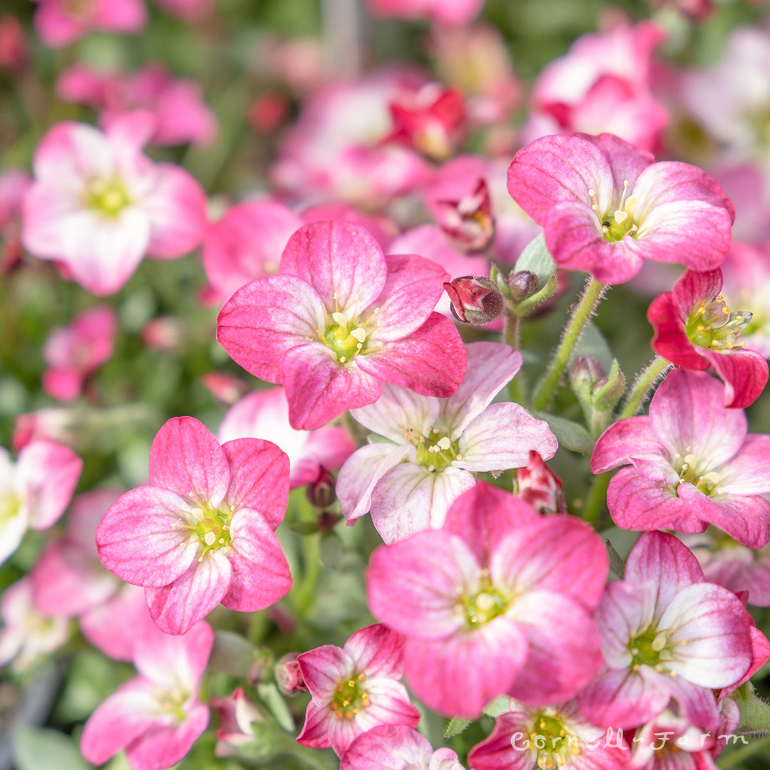 Saxifraga Alpino Early Picotee 4in – Cornell Farm