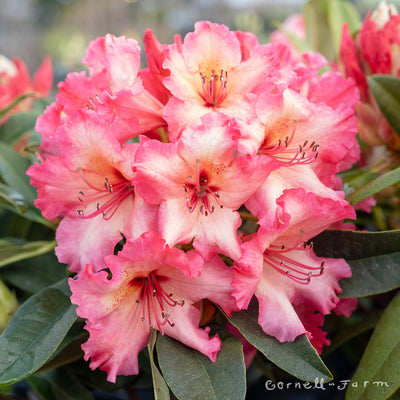 Rhododendron Fire Rim 1gal