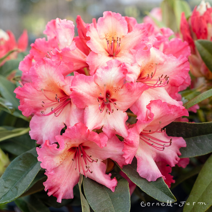 rhododendron sunfire Rhododendron Fire Rim 2gal – Cornell Farm