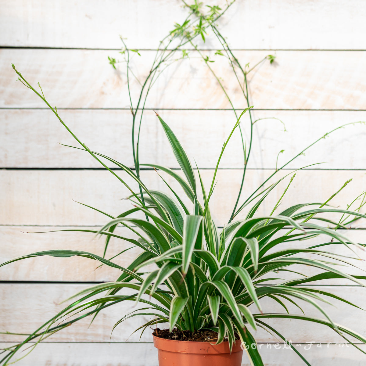 chlorophytum comosum reverse variegatum Chlorophytum comosum 6in Variegated Spider Plant