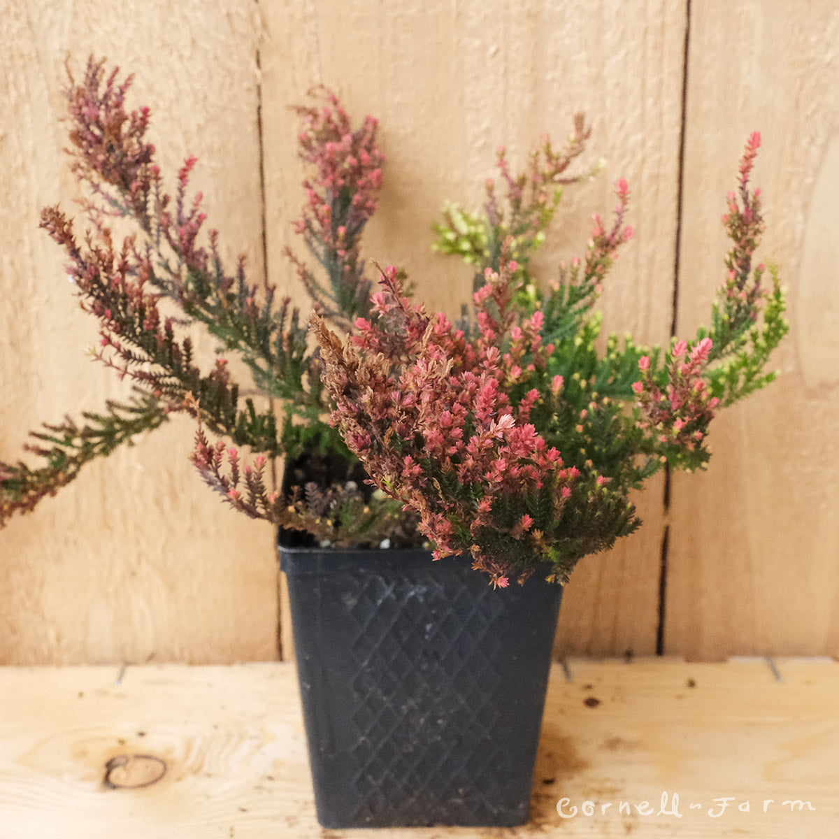 Calothamnus Spring Torch Calluna vulgaris Spring Torch 4in Heather – Cornell Farm