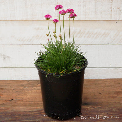 Armeria maritima Splendens 1gal