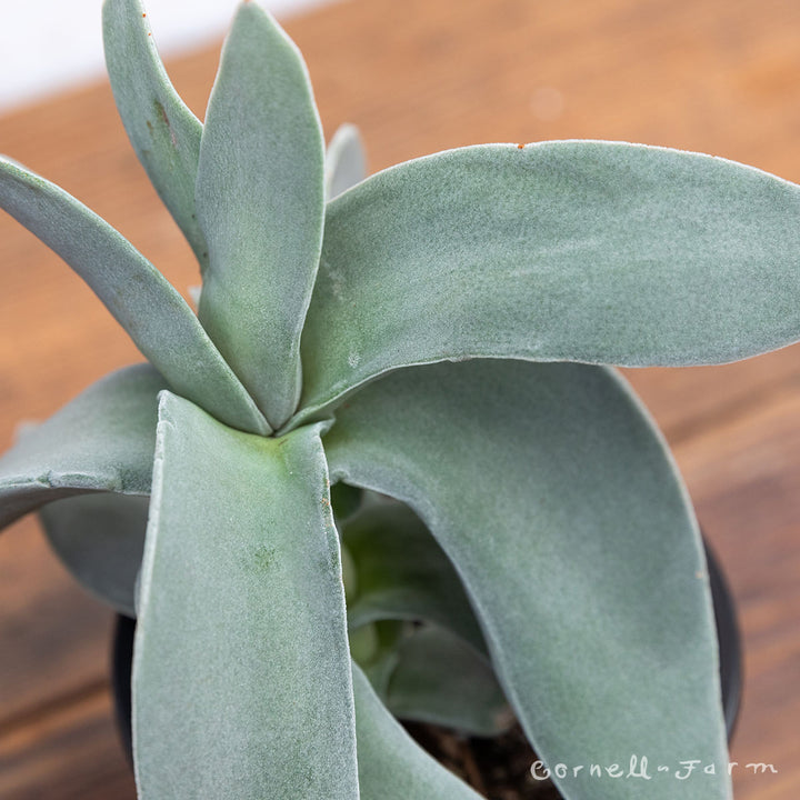 airplane plant succulent Crassula falcata 4in Propeller Plant – Cornell Farm