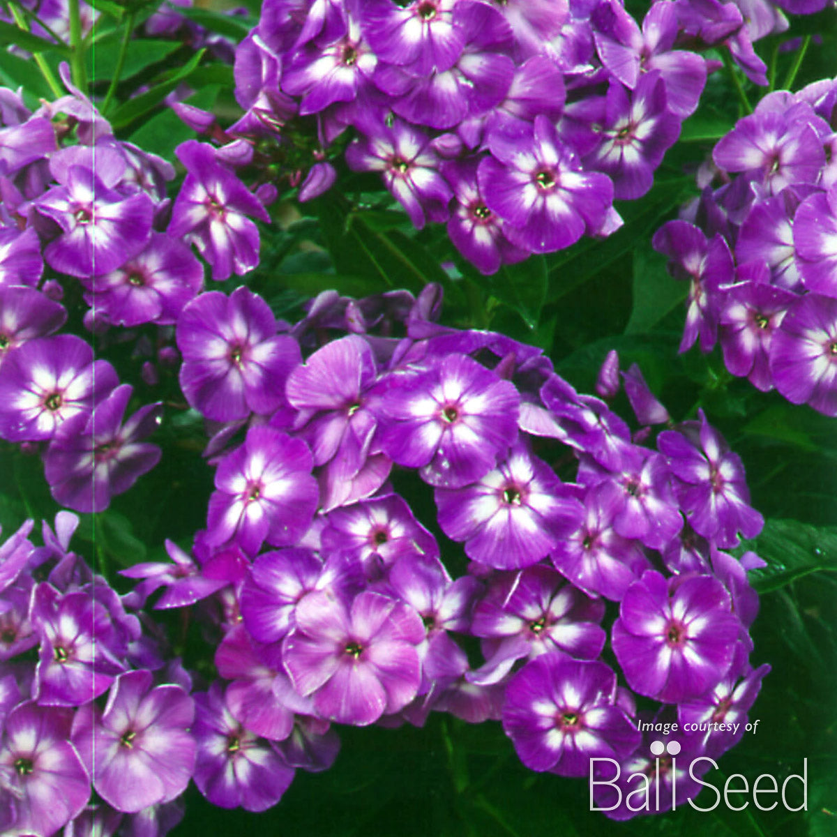 Phlox paniculata Laura 1gal CF