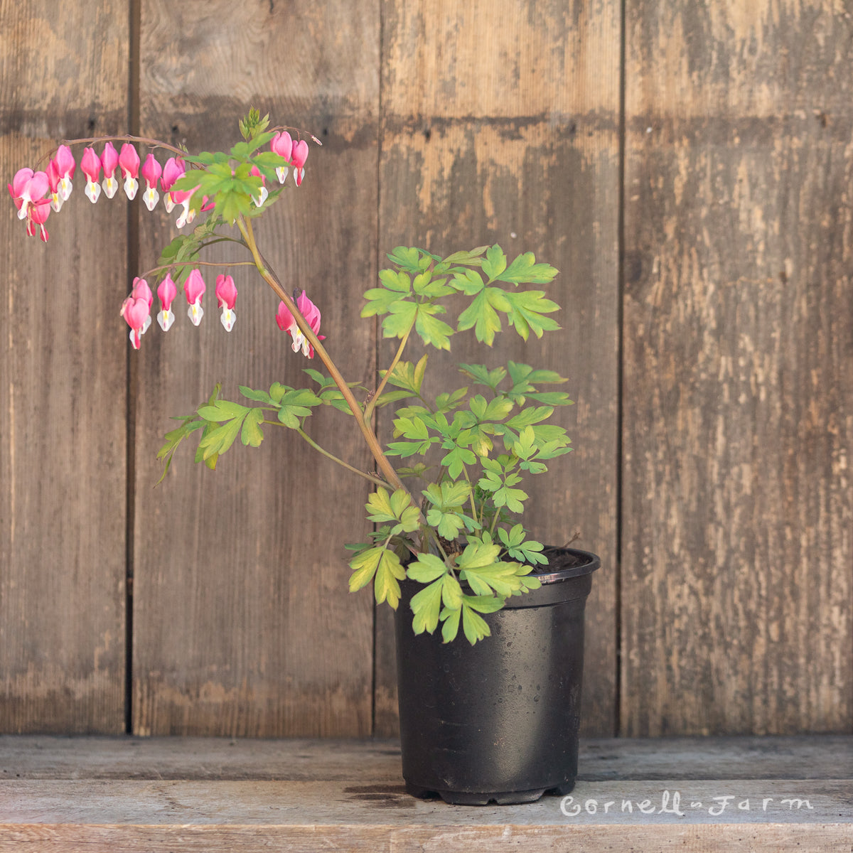 Dicentra spectabilis Gold Heart Qrt