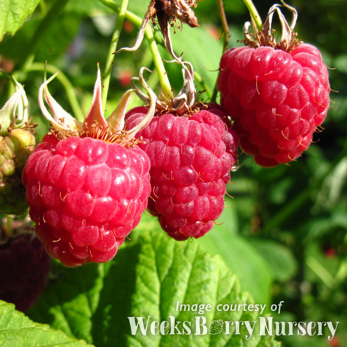 Raspberry Chilcotin SC 1gal β Cornell Farm