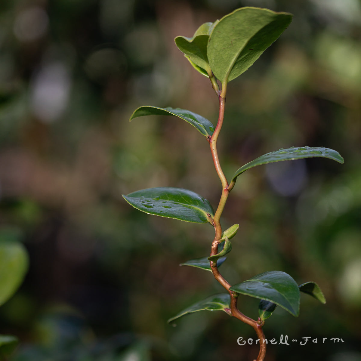 Camellia j. Unryu 2gal