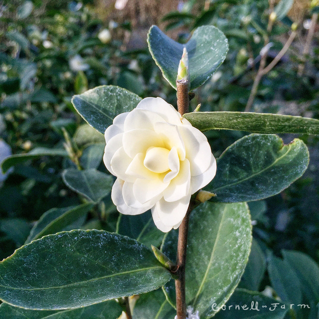 Camellia x Buttermint 2gal – Cornell Farm