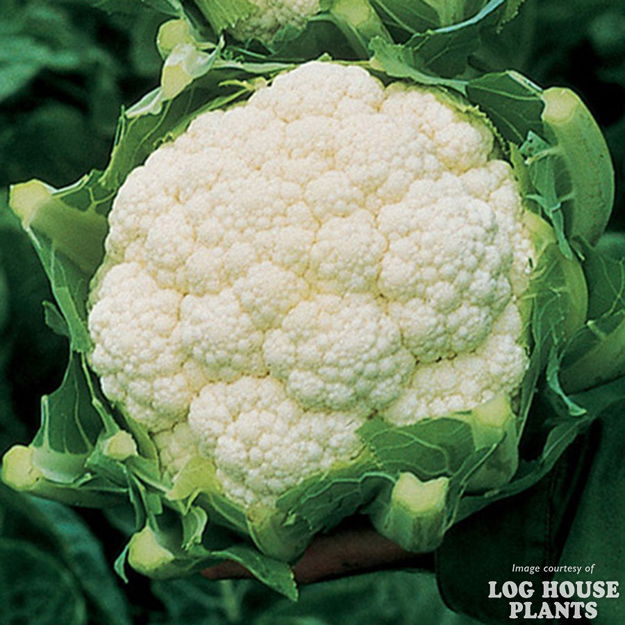 Cauliflower Amazing Jumbo 6pk