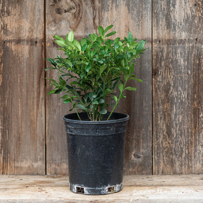 Sarcococca ruscifolia 1gal Fragrant Sweetbox