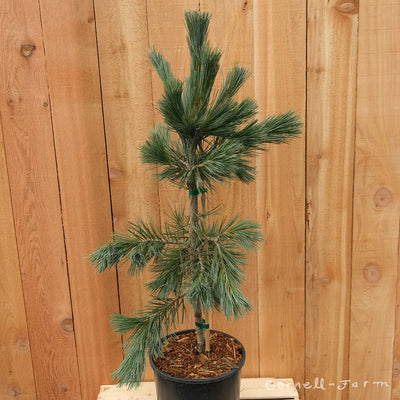 Pinus flexilis Cesarini Blue 3gal. Limber Pine