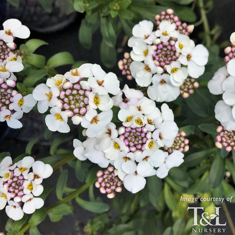 Iberis semperv. Masterpiece Qrt. Candytuft