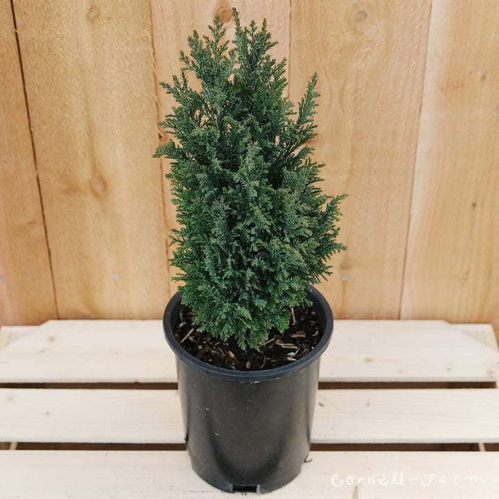 Chamaecyparis l. Ellwood's Pygmy 1gal Lawson Cypress – Cornell Farm
