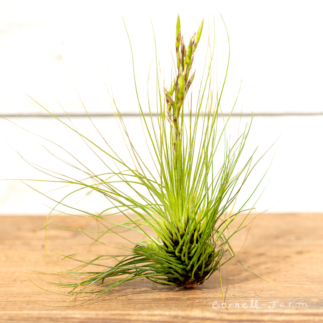 Tillandsia Filifolia XL – Cornell Farm