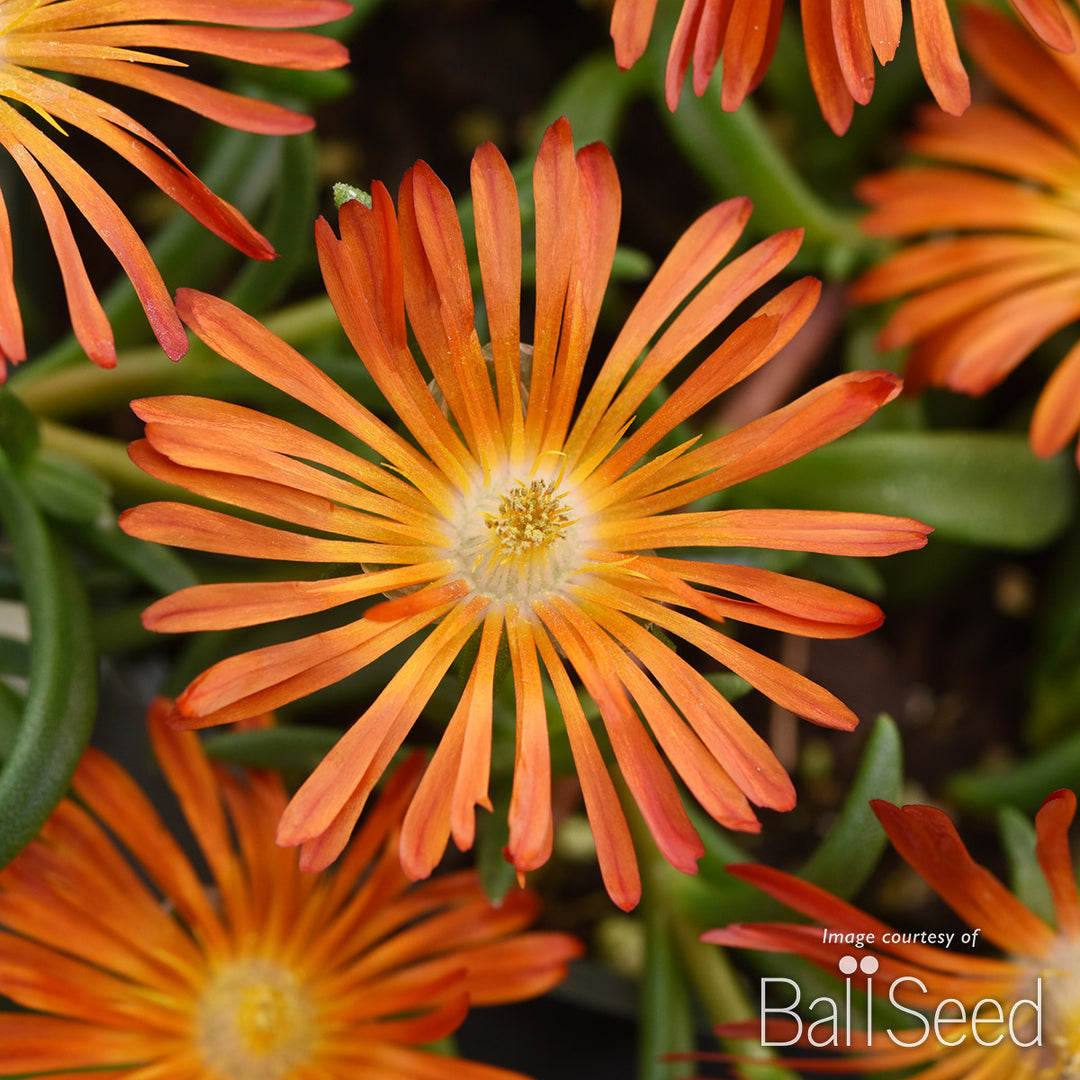 Delosperma Orange Vibe 4.25in Ocean Sunset CF – Cornell Farm