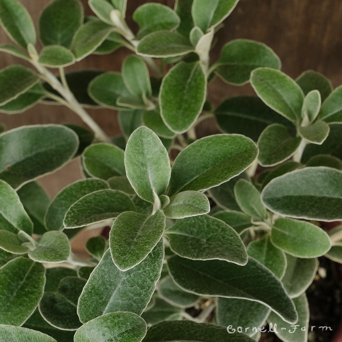 Senecio greyii 1gal – Cornell Farm