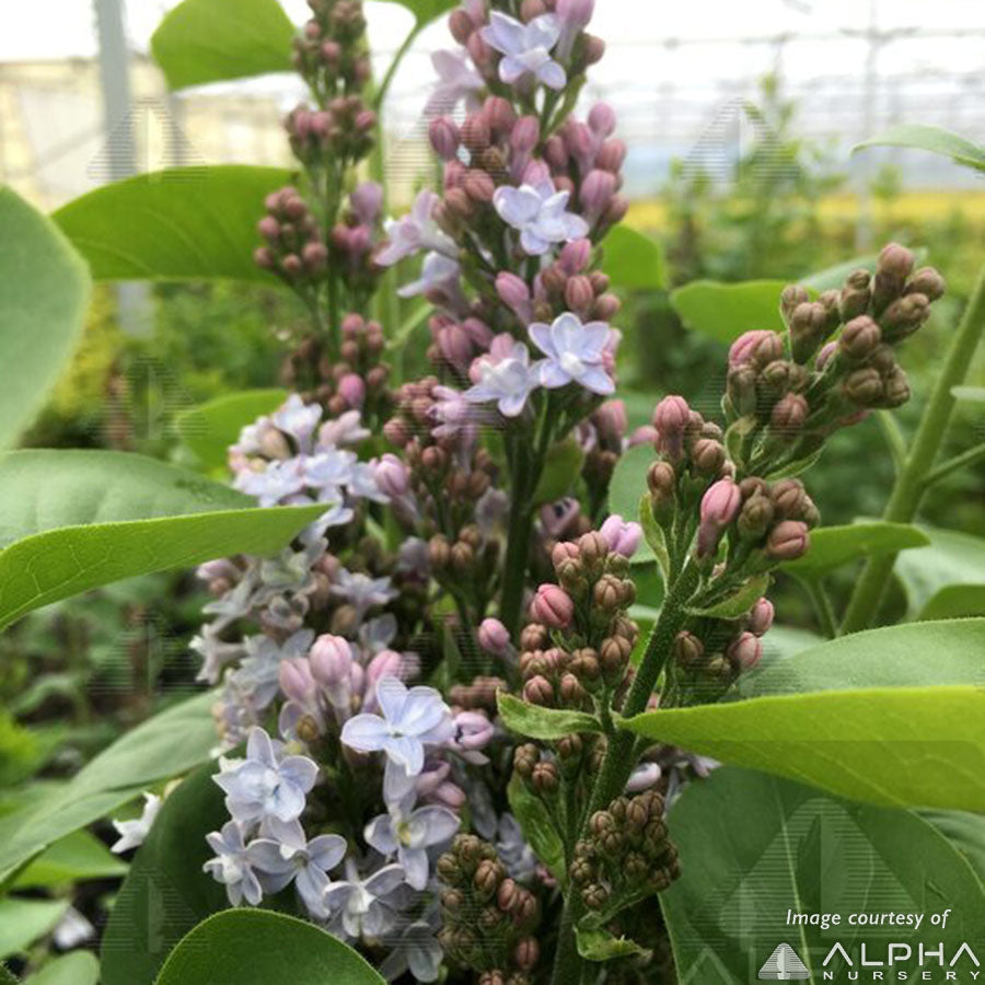 Syringa v President Grevy 5gal Lilac double violet-blue
