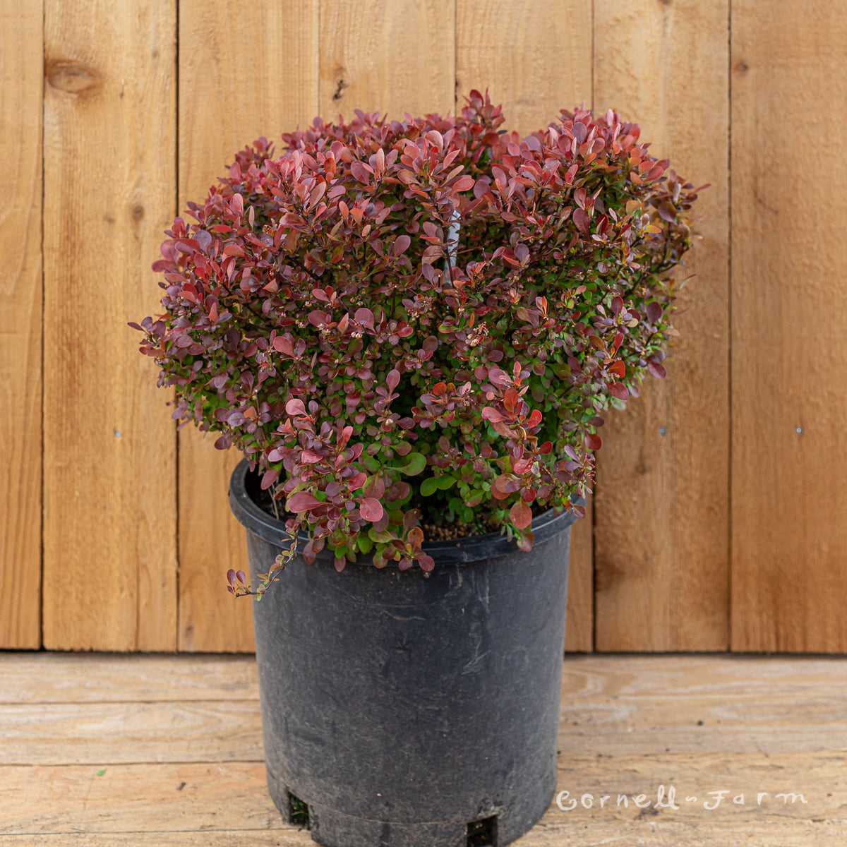 Berberis t. Lutin Rouge 5gal Barberry