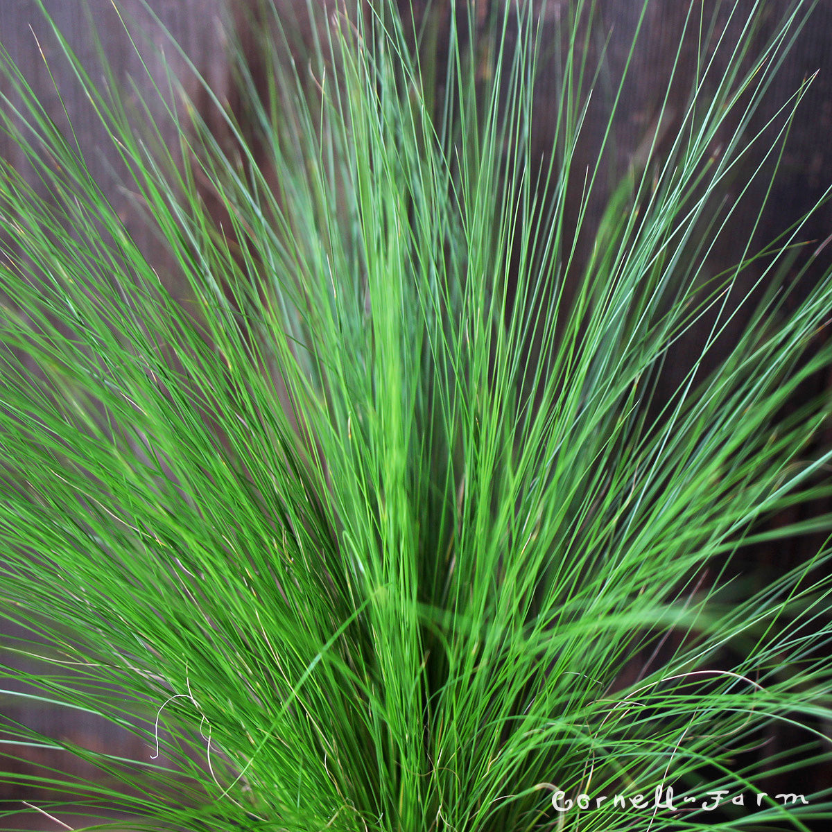 Nassella tenuissima 4in Stipa Mexican Feather Grass