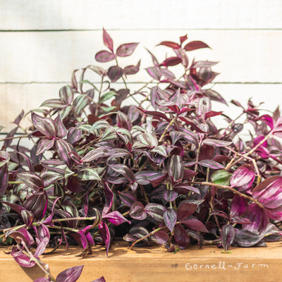 Tradescantia zebrina 8in Purple