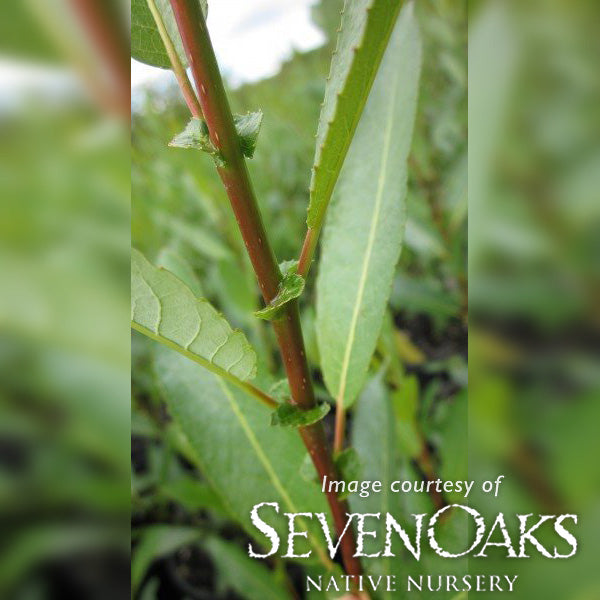 Salix hookeriana 1gal Hooker's Willow