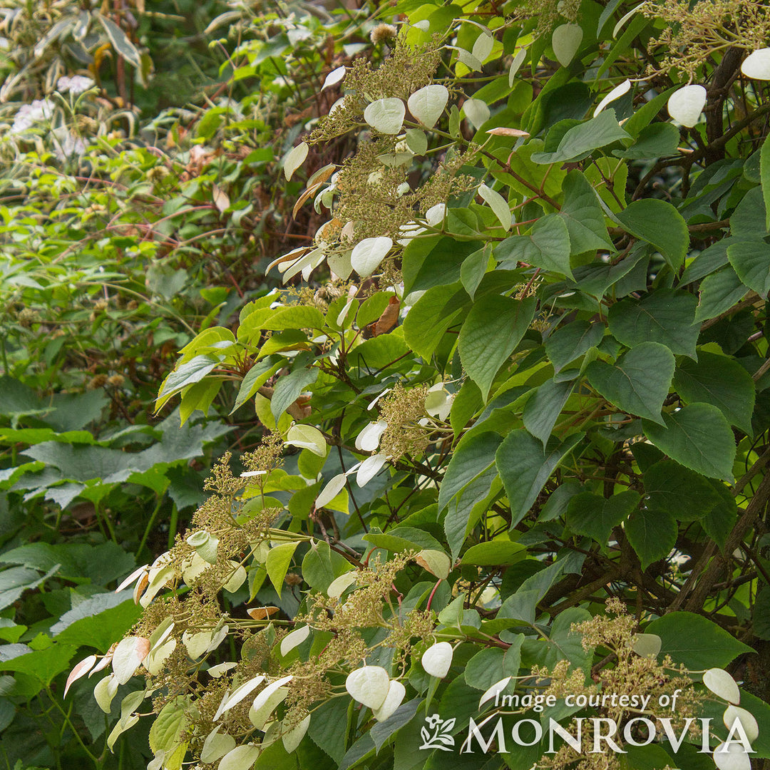 Schizophragma Moonlight 2gal False Hydrangea Vine – Cornell Farm