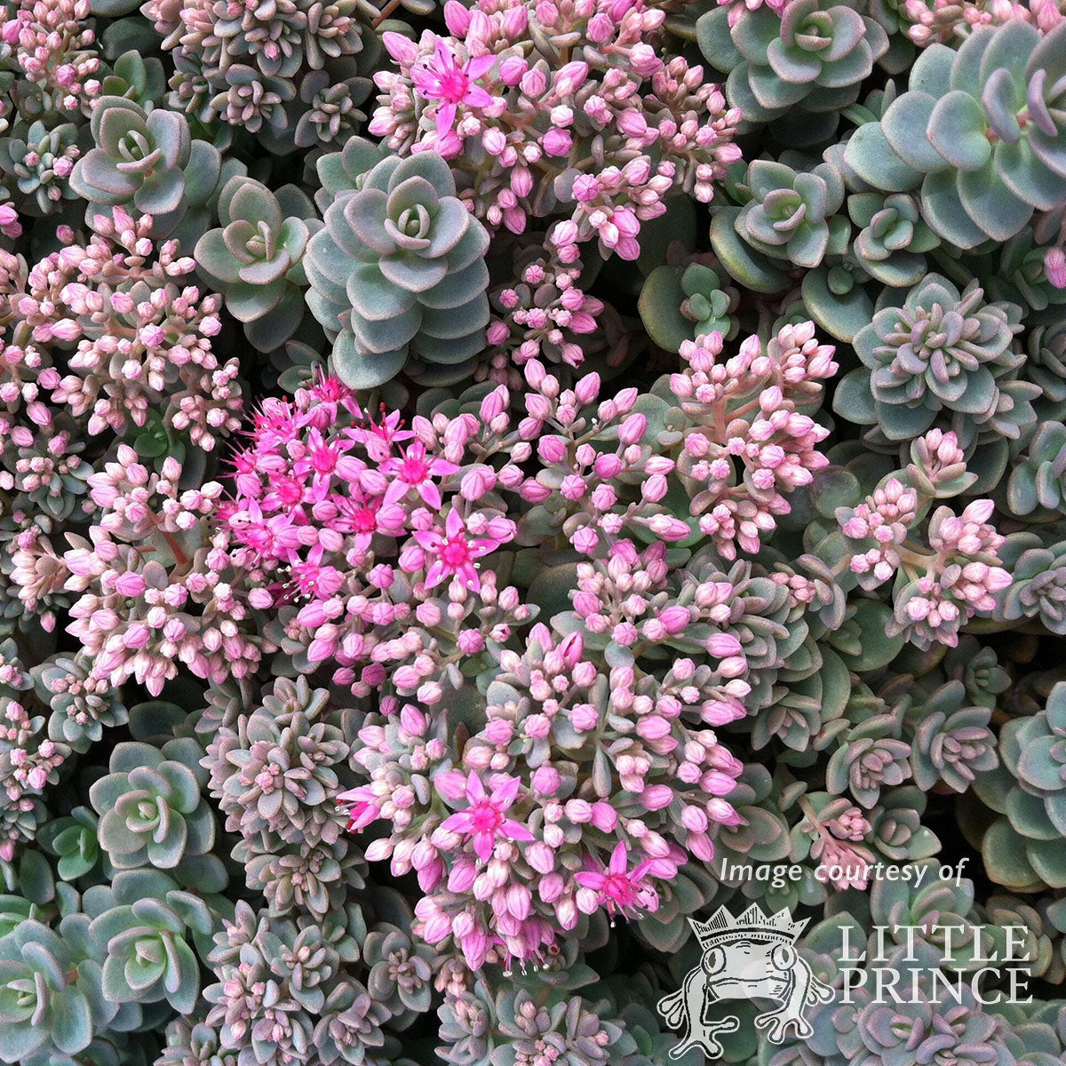 Sedum plur Isle of Sakhalin 4in