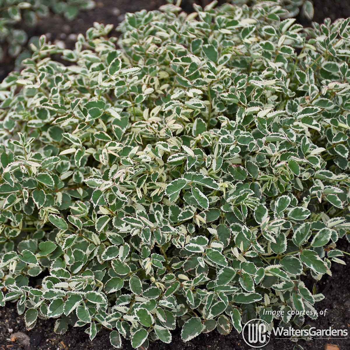 Sanguisorba Little Angel- officinalis var. microcephala 1gal CF