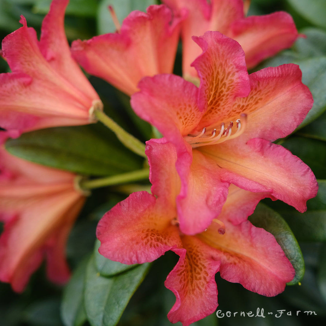 Rhododendron Golden Gate 3gal