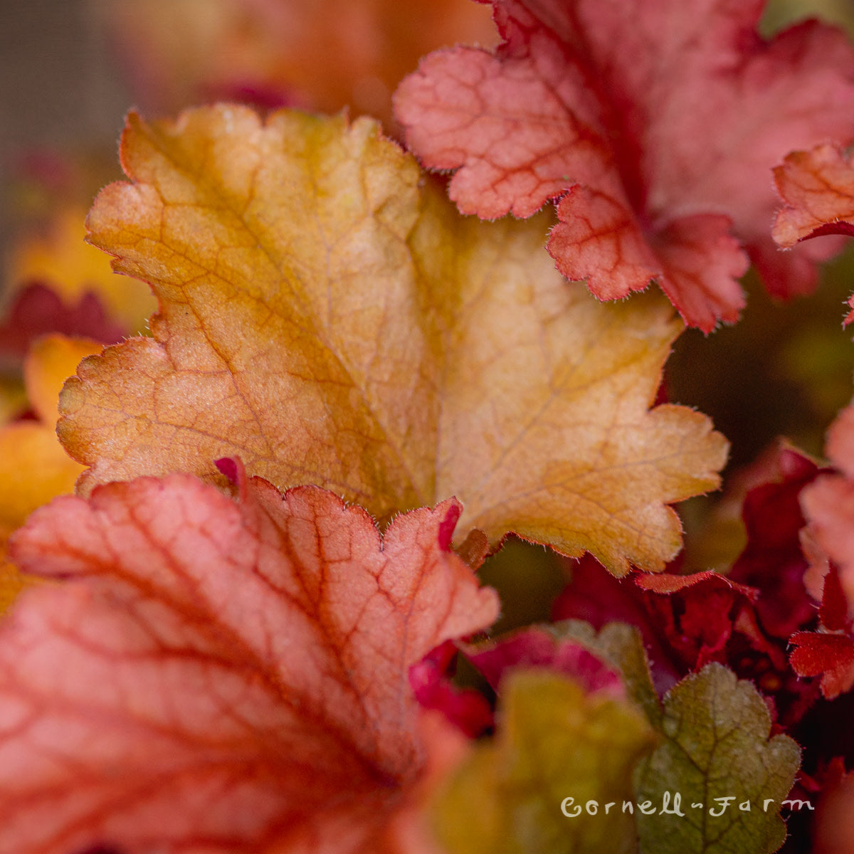Heuchera Rio 1gal CF – Cornell Farm