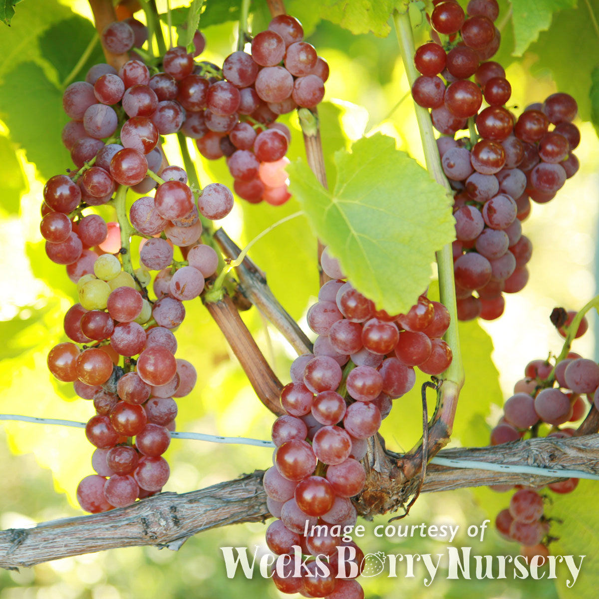 Grape Suffolk Red Seedless 1gal CF