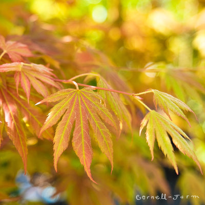 Acer x pse North Wind 6gal Korean Maple