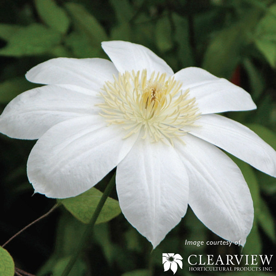 Clematis Moonlight 1gal