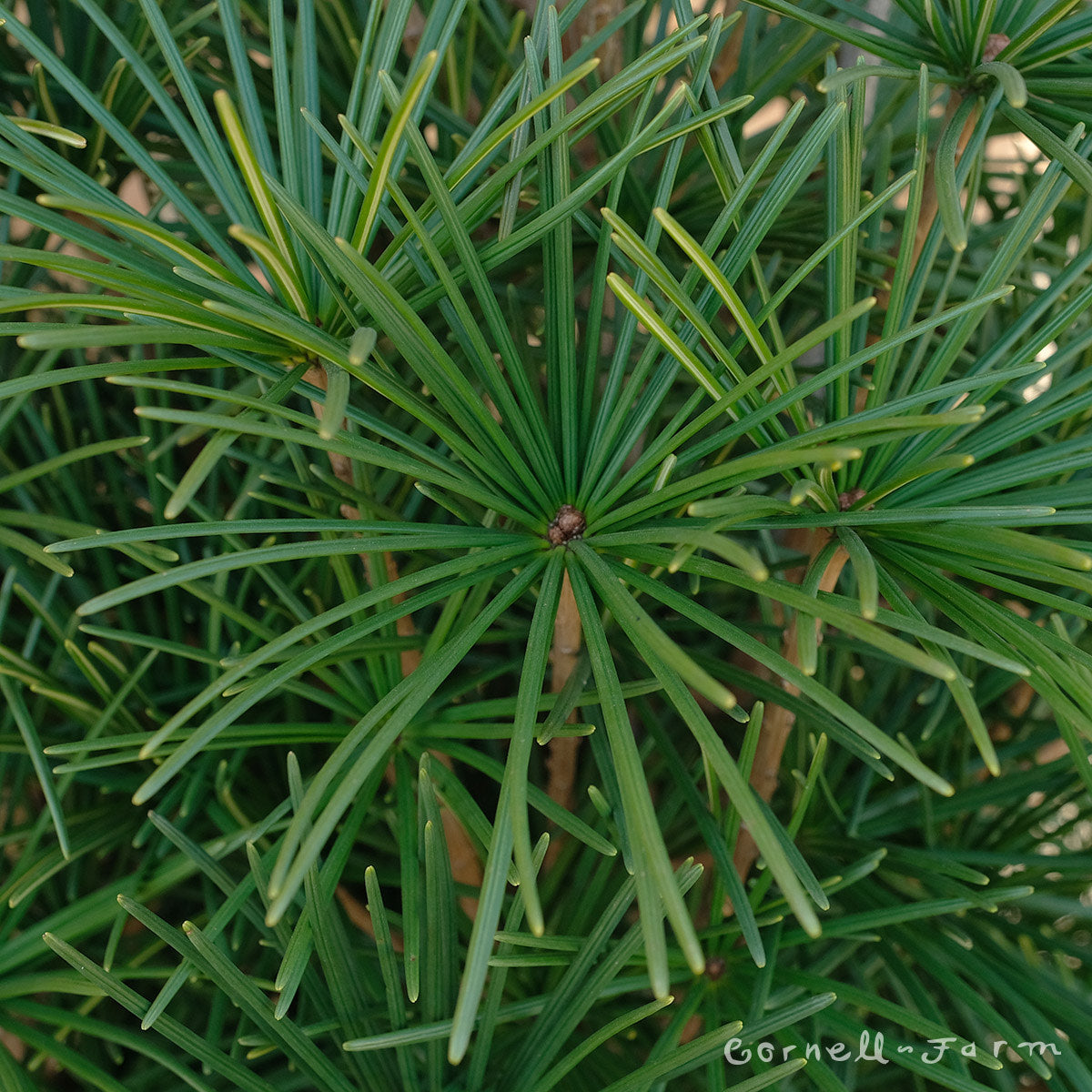 Sciadopitys v. Joe Kozey 6' Japanese Umbrella Pine