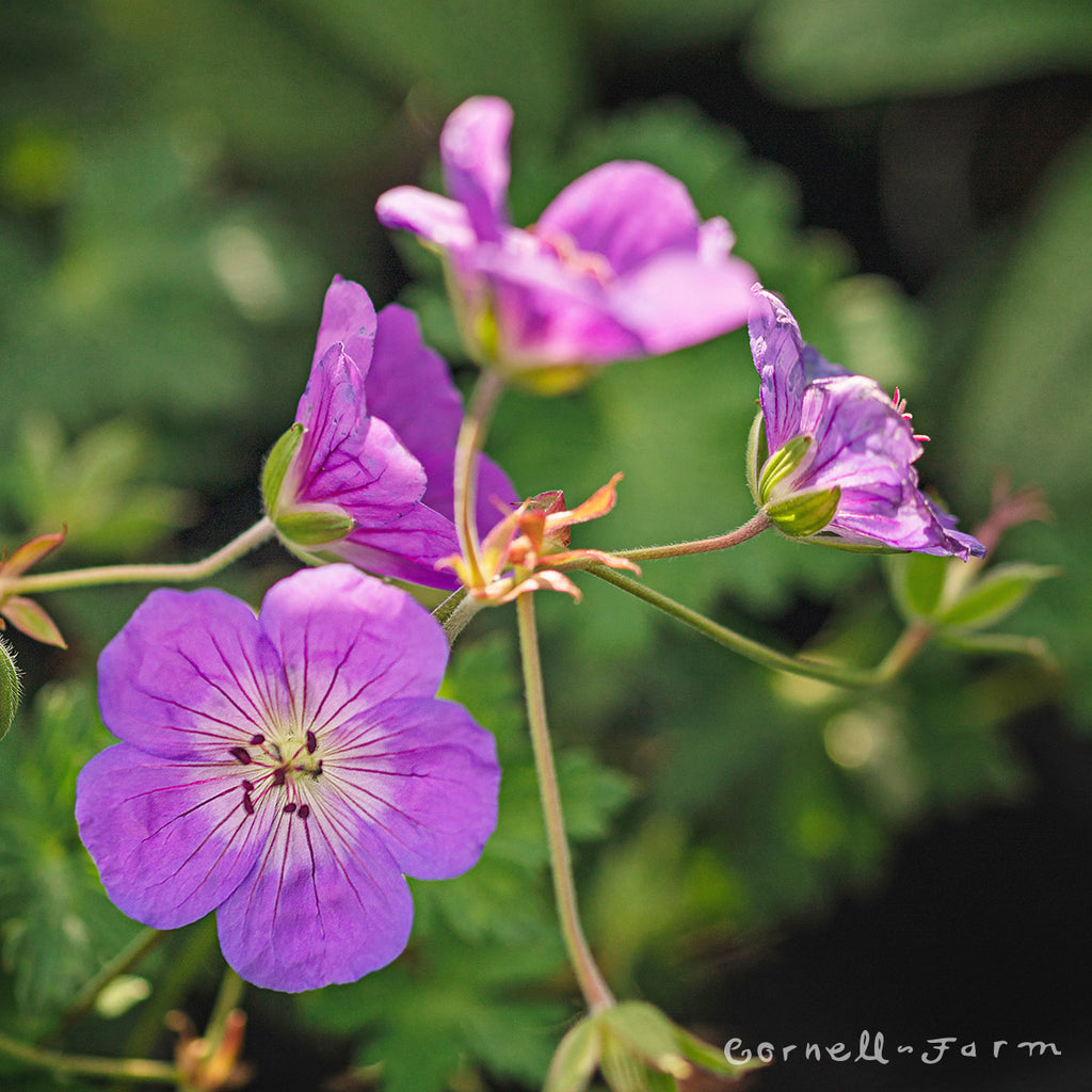 Geranium Rozanne CF Hardy Geranium
