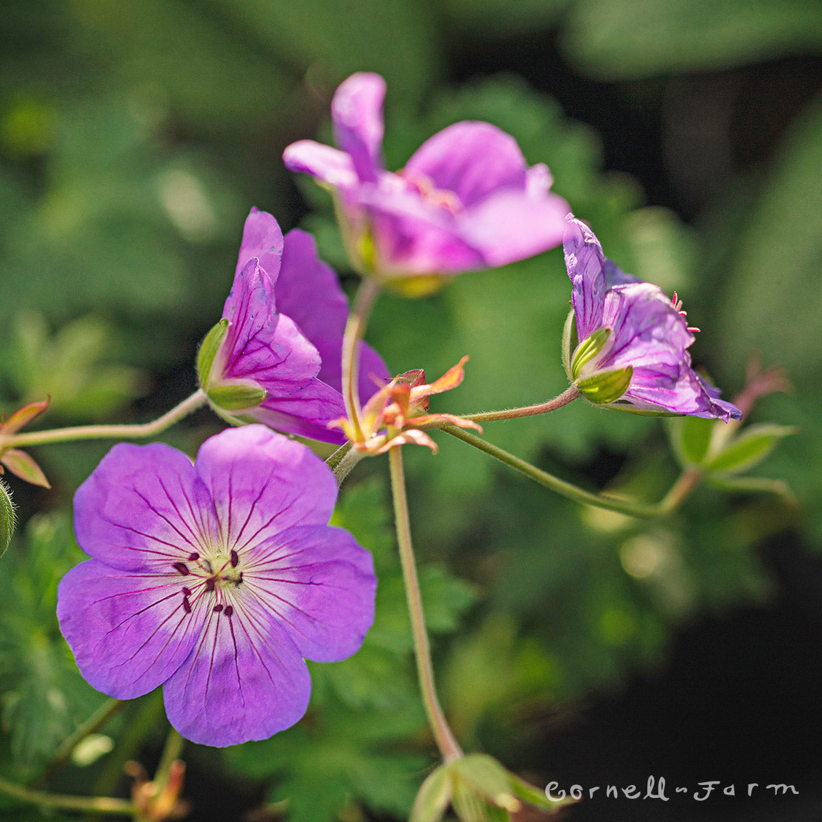 Geranium Rozanne 1gal Hardy Geranium