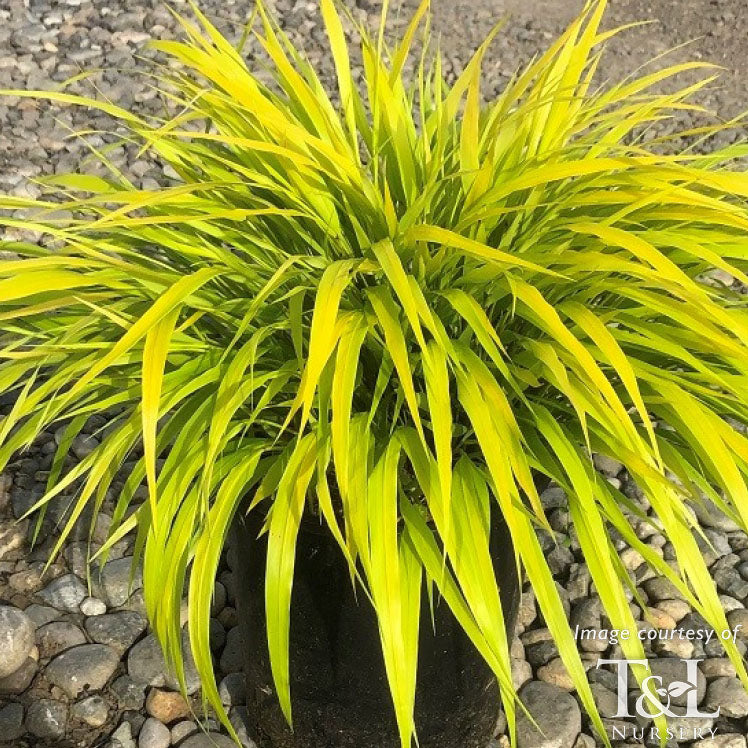 Hakonechloa macra All Gold Qrt.