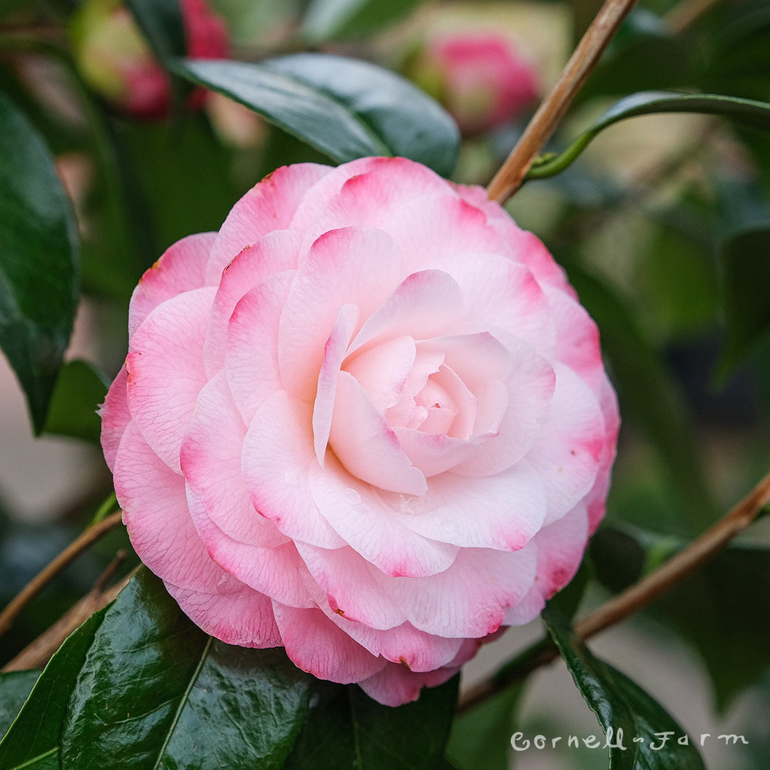 Camellia j. Nuccio's Pearl 15gal – Cornell Farm