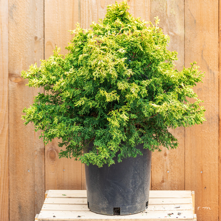 Chamaecyparis o. Confucius 5gal Hinoki Cypress – Cornell Farm