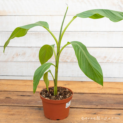 Musa 6in Red Tiger Banana Plant