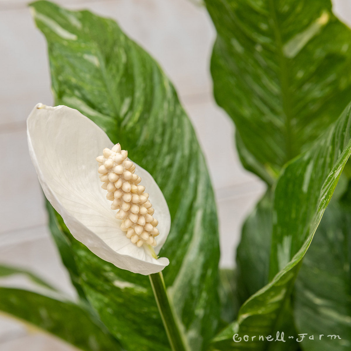 variegated peace lily nz Spathiphyllum var. 6in Domino Variegated Peace Lily – Cornell Farm